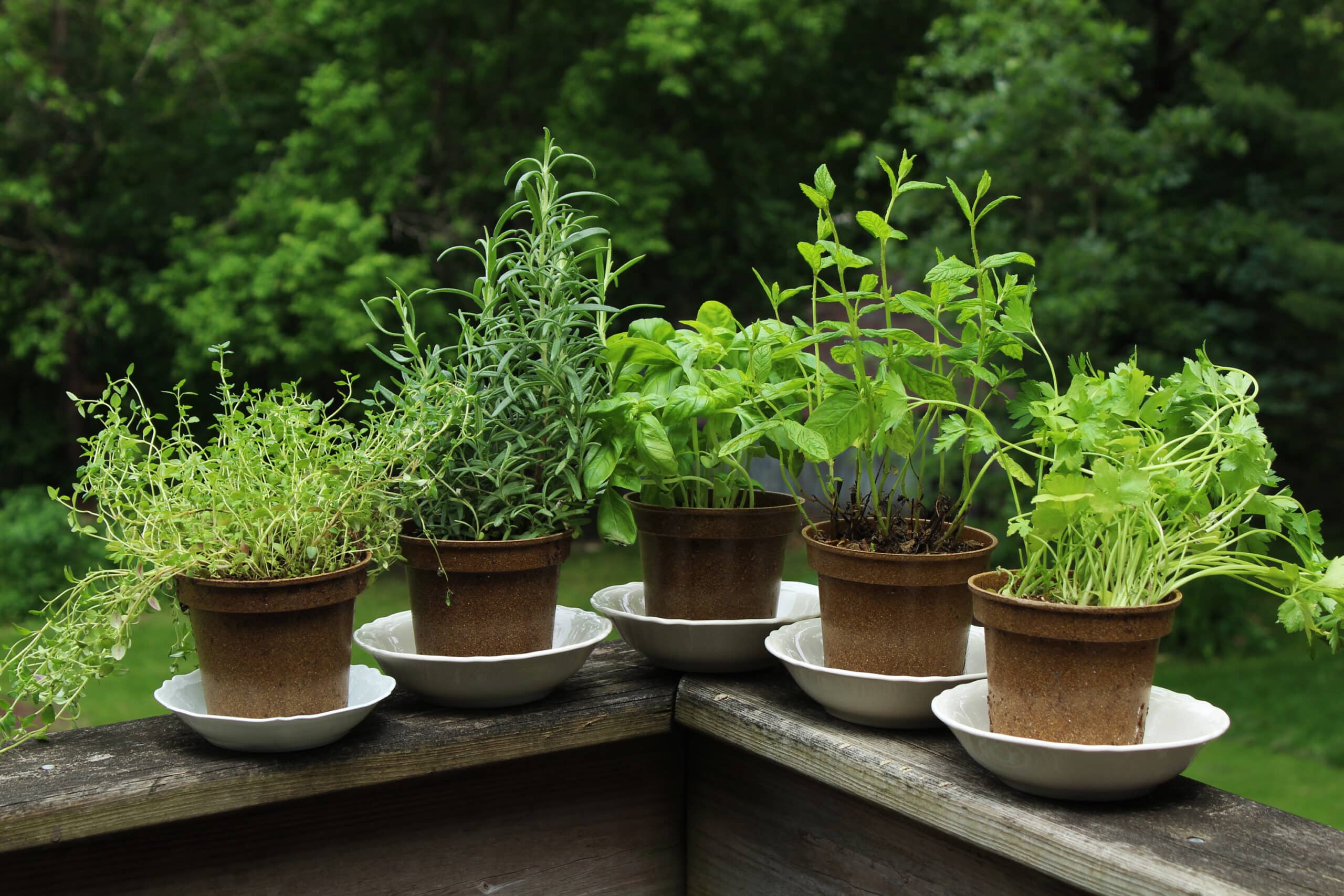DIY herb garden. Herbs growing in containers on deck.