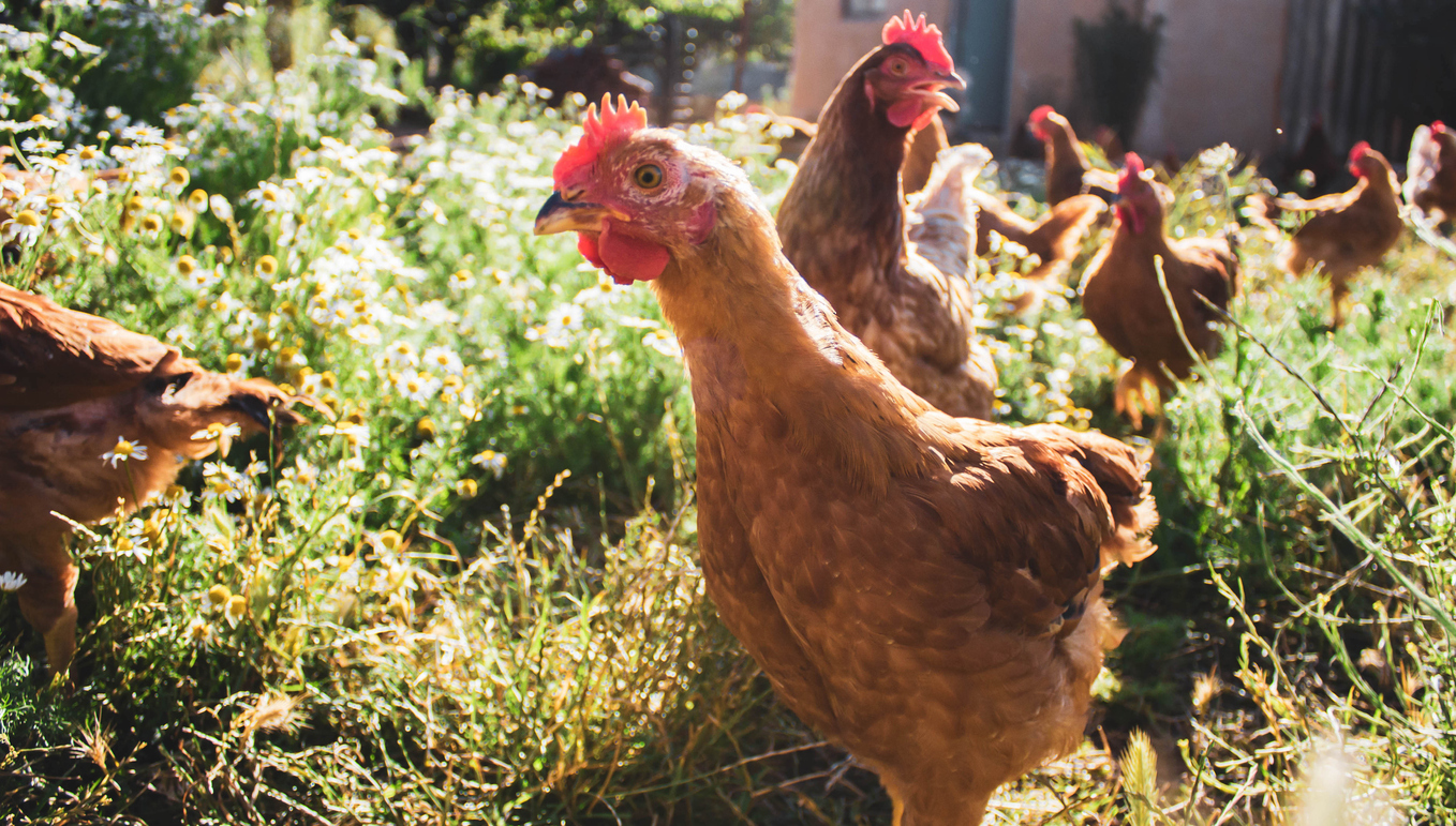 homesteading. brown chickens.