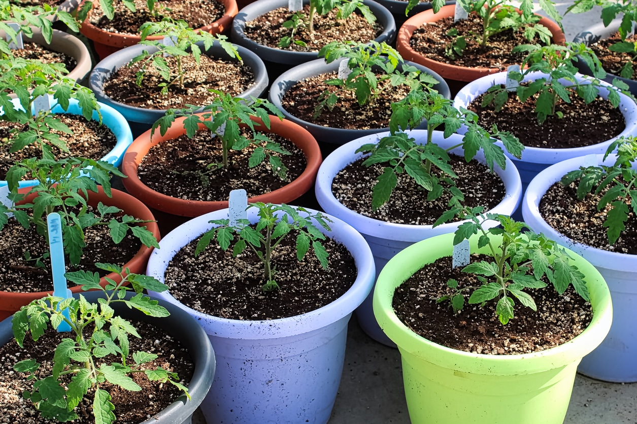 how to plant a garden. pots with tomato plants