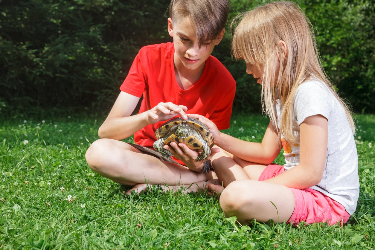 affordable pets. kids and turtle.