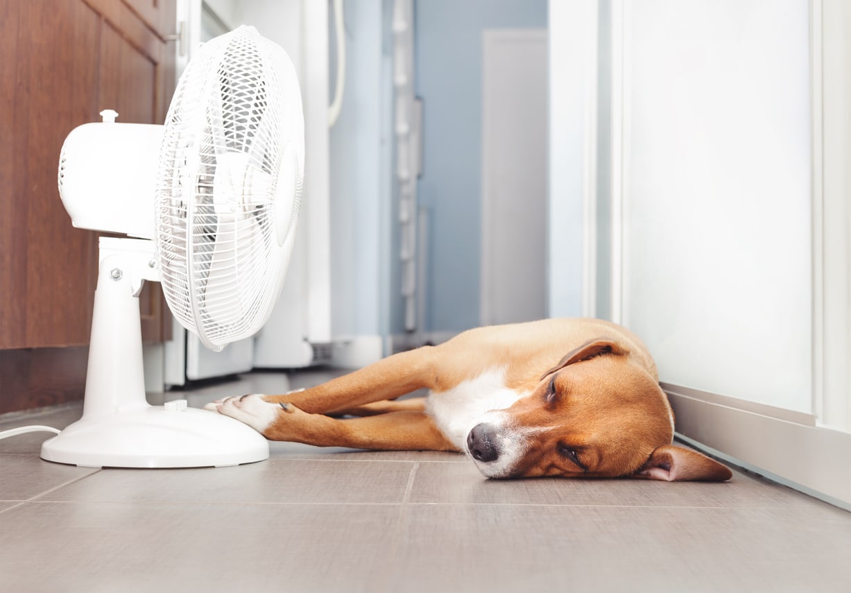 save on utilities in summer, with a fan. dog sleeping in front of it.