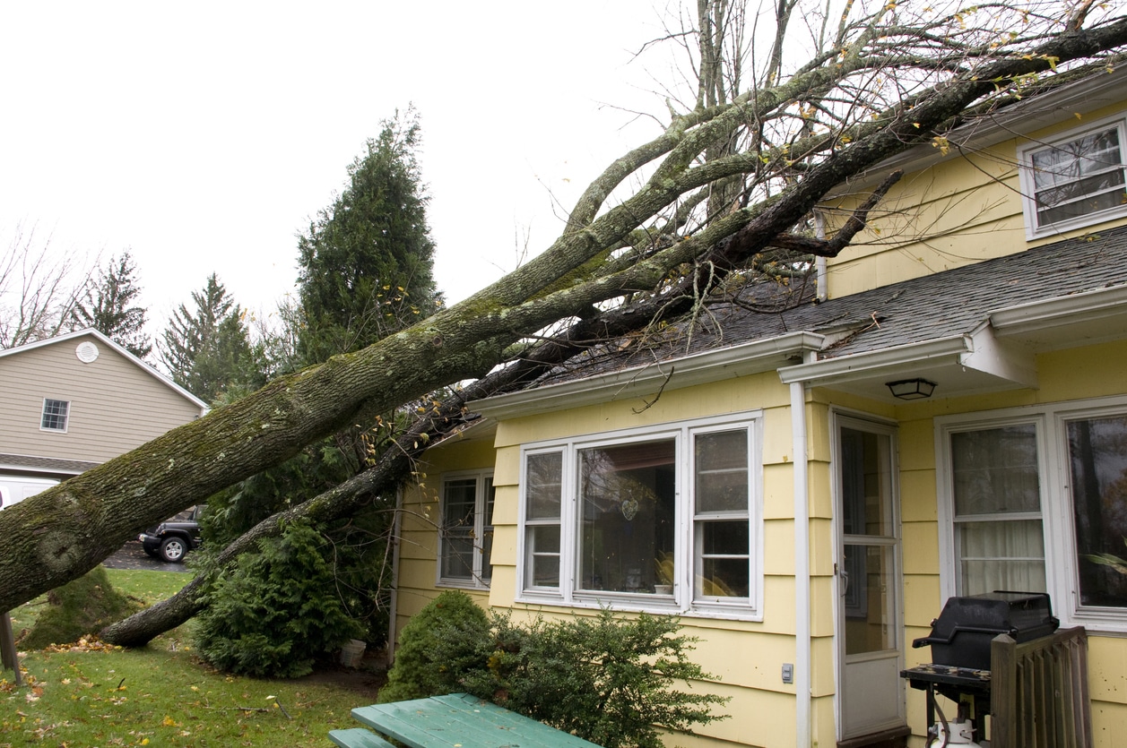 insurance claim branch fell on house.